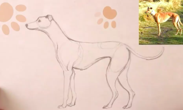 A simple dog starts with simple shapes.