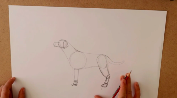 Add final details to your dog’s body outline.