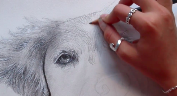 Adding fur lines around the edges of your drawing helps you to see movement before adding the remainder of the fur.