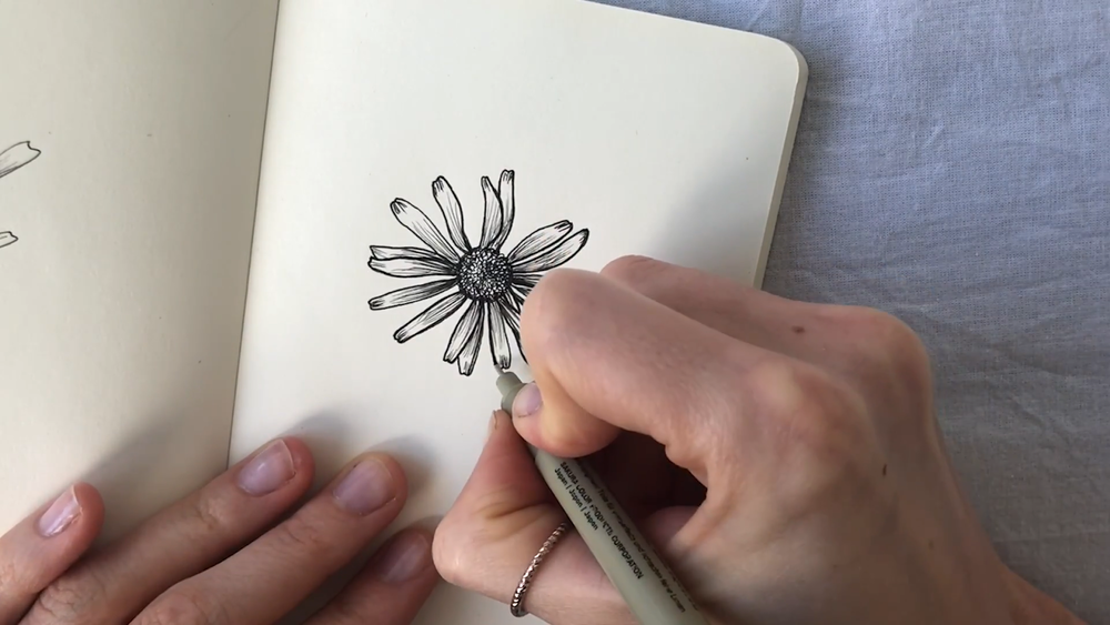 chamomile drawing