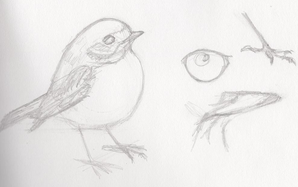 bird sketch