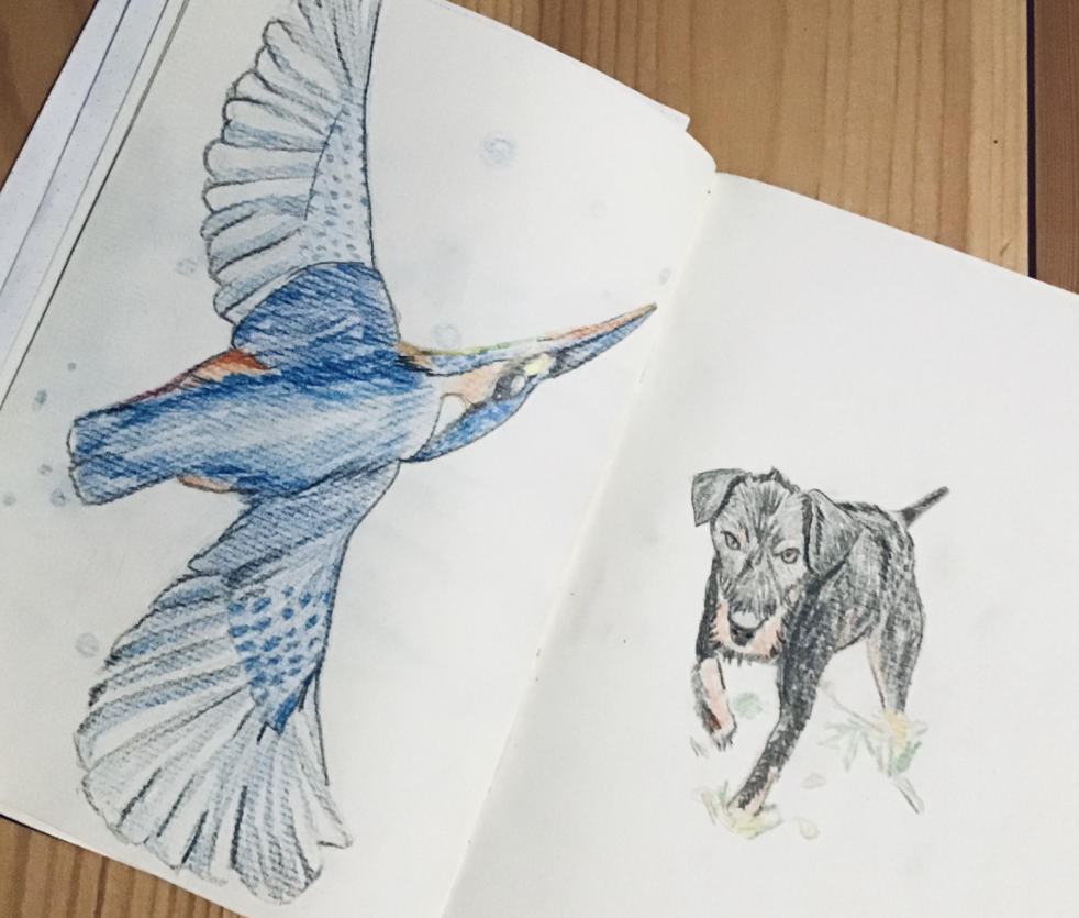 animal drawings and sketches
