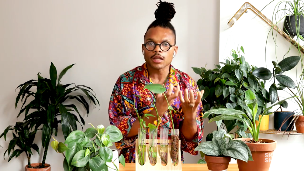 The Plant Kween shows propagated cuttings from plants that suffered from root rot.