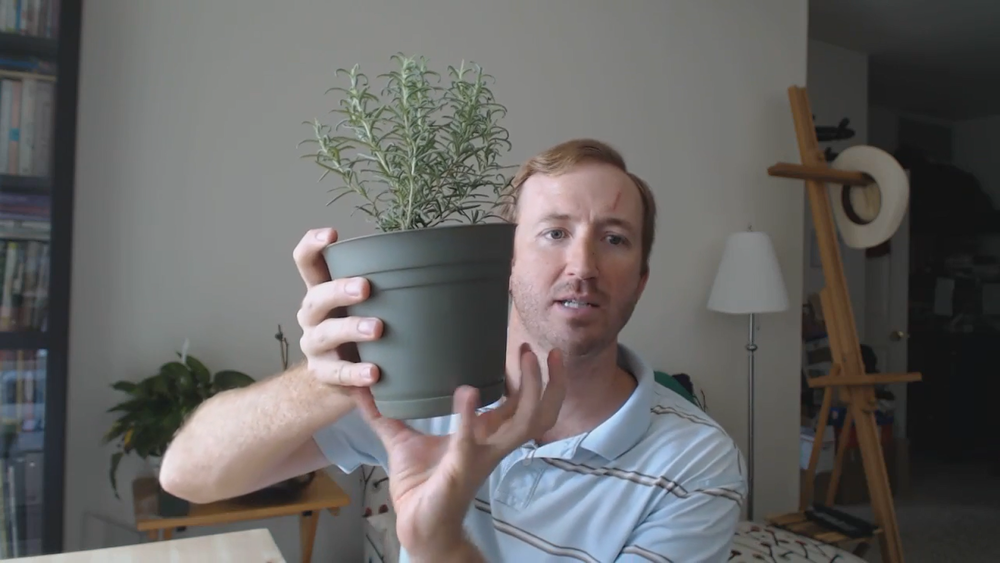 Re-pot your plant to give it room to grow.
