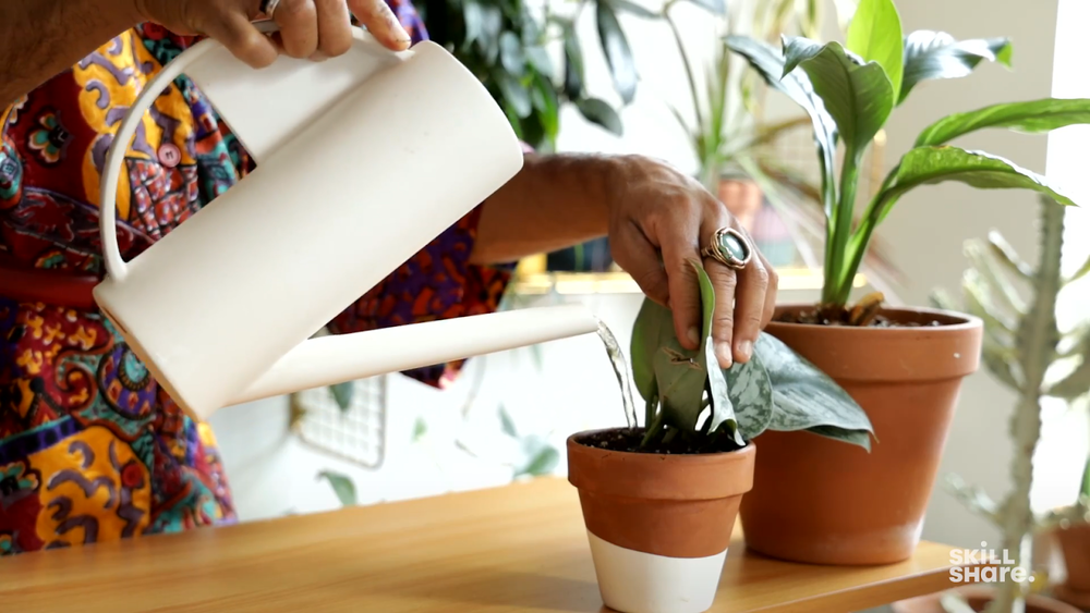 Figure out how much water your plant needs to thrive.