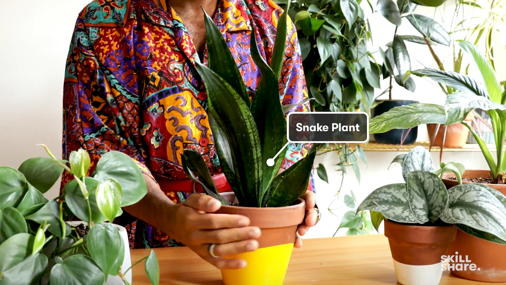 The Plant Kween shows off a hardy snake plant.