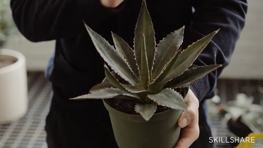 Agave: a beautiful, easy house plant.