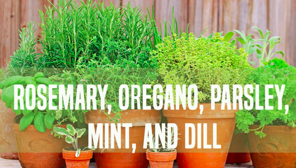 planting culinary class