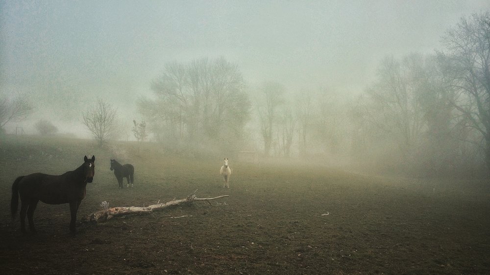 Horses in the mist © Magali Chesnel