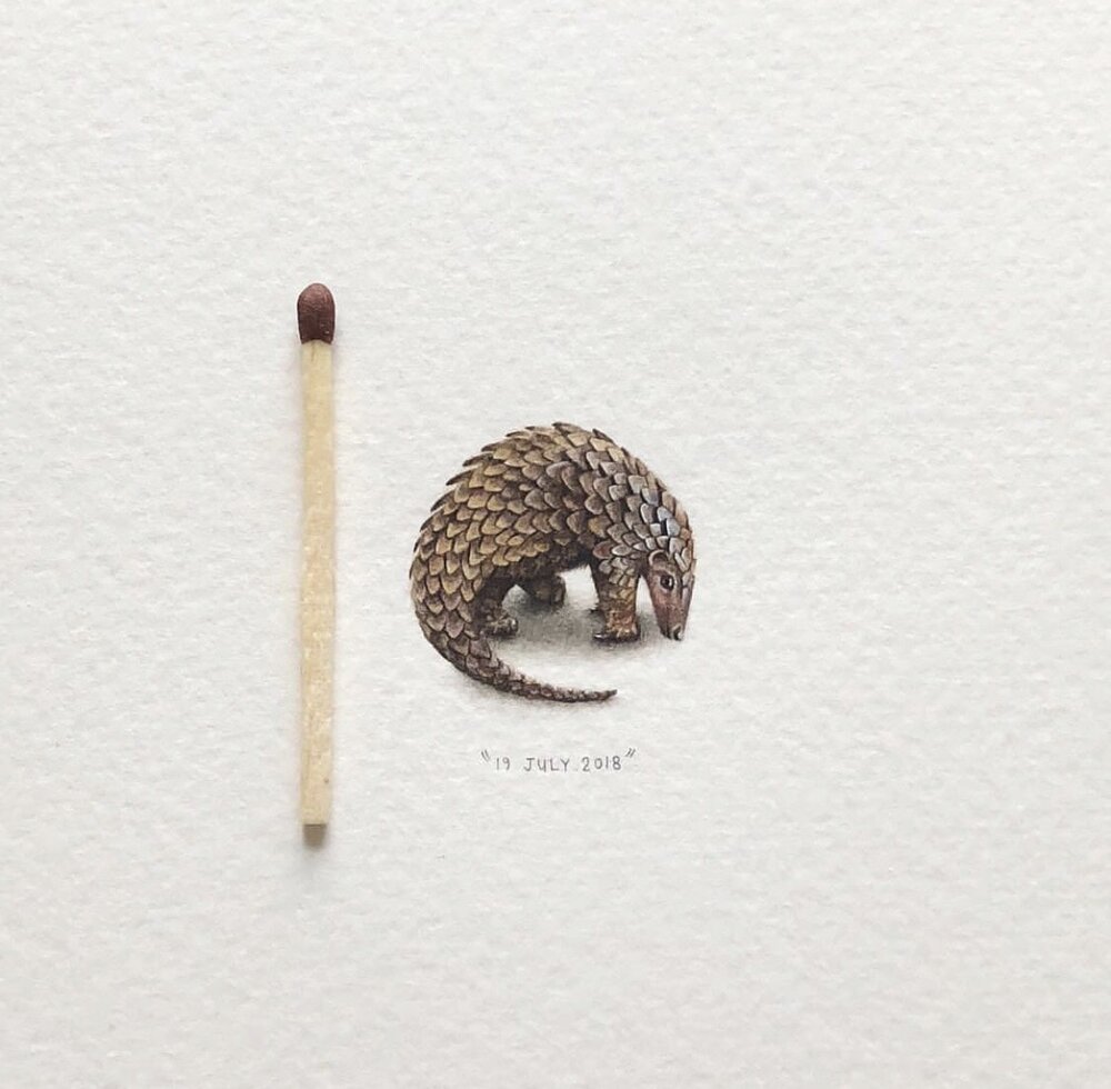Pangolin by Lorraine Loots