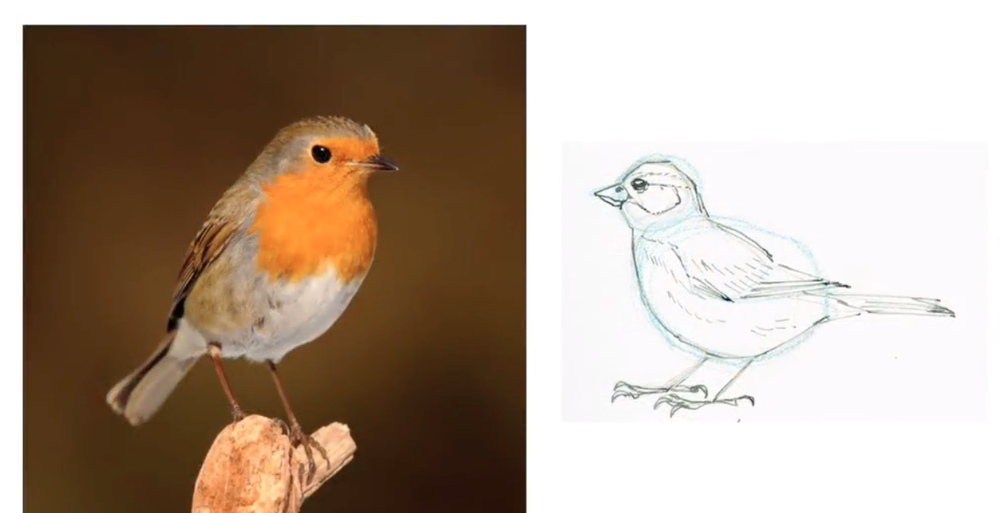 Skillshare instructor Julia Bausenhardt shows you how to draw a bird.