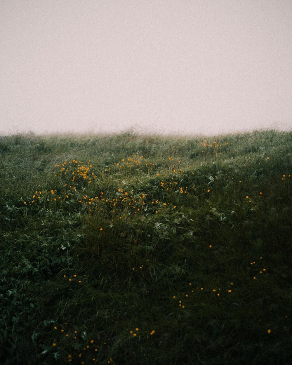 Image © Tristan Hollingsworth