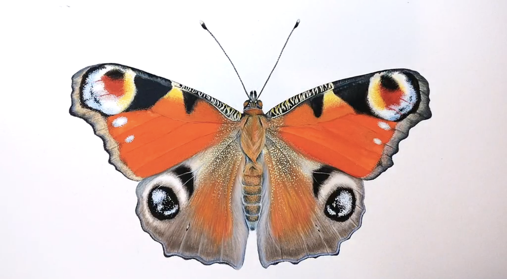 Amazingly detailed painting of a peacock butterfly by scientific illustrator and Skillshare instructor Alice Rosen.