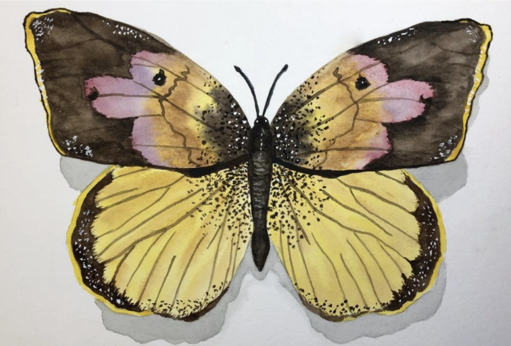 Dogface butterfly by Skillshare student Janette J.