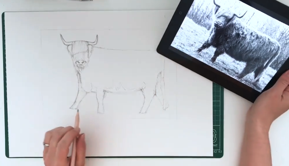 Cow drawing