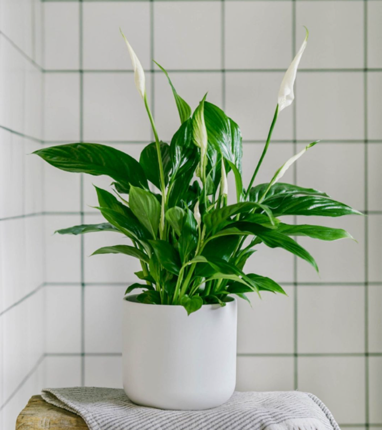 Peace lily house plant