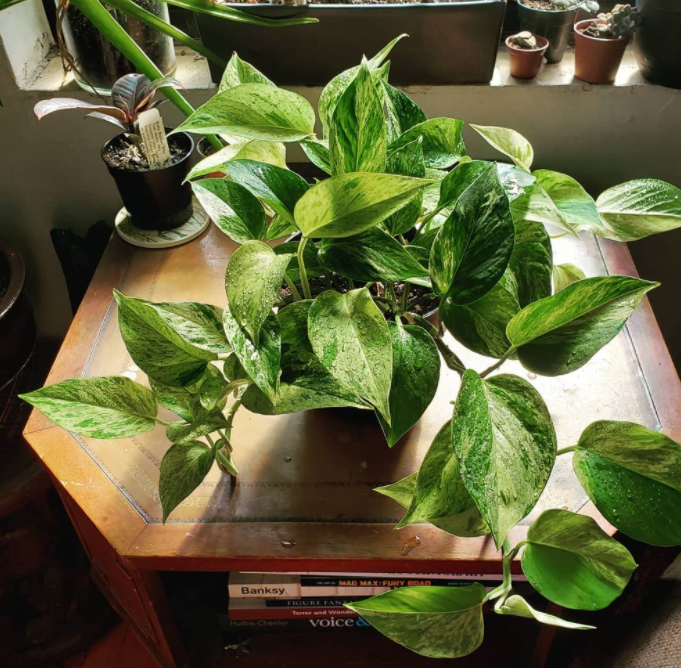 Pothos plant