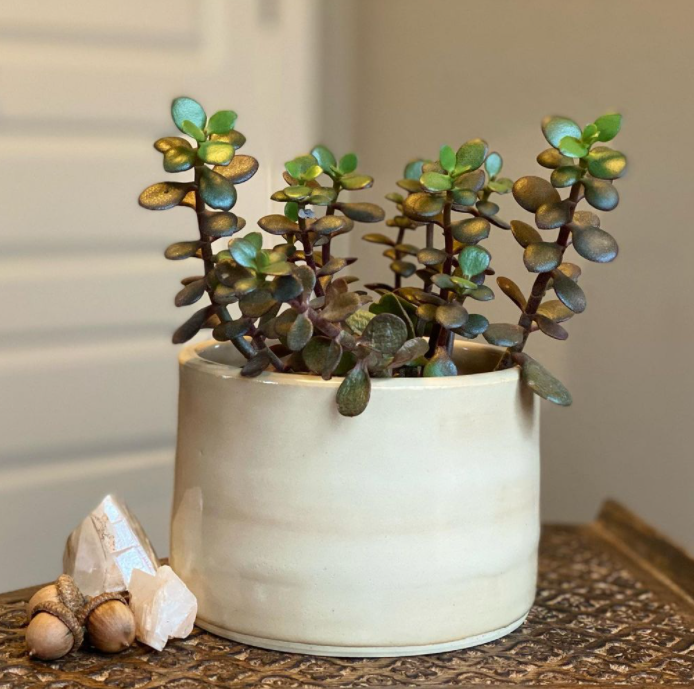 Jade plant