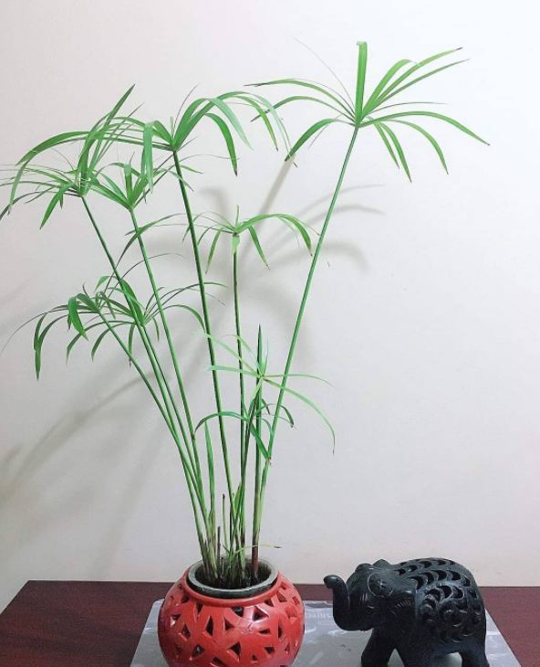 Sago plant