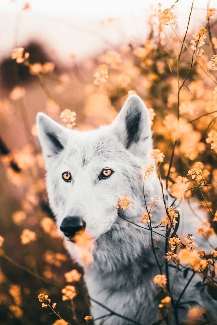 The Wolf © Erick Hercules