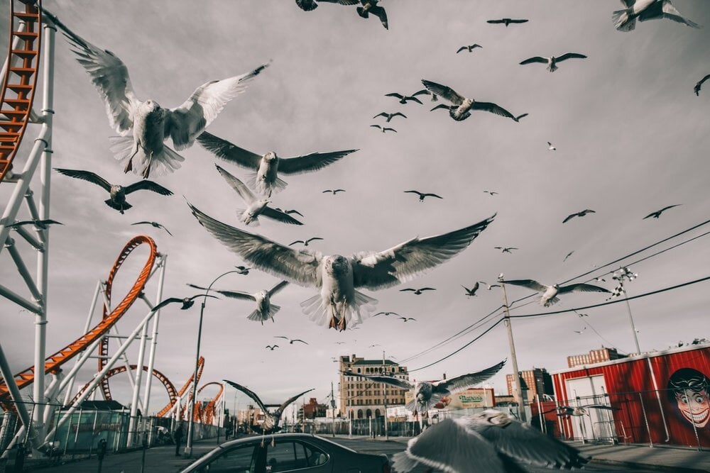 Birds © Erick Hercules