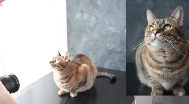 Use a treat or a toy to focus your pet’s attention where you need it to capture the perfect shot.