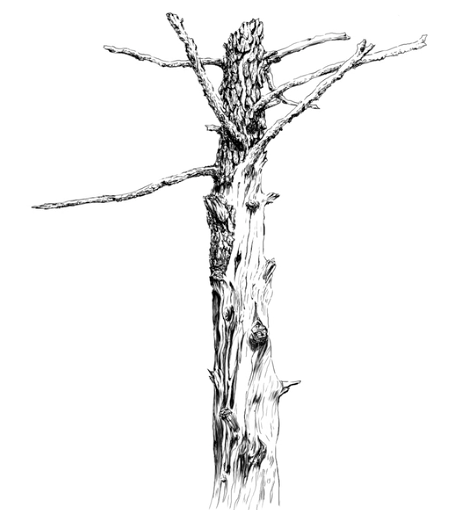 Un tronco de árbol estéril por la instructora de Skillshare Elwira Pawlikowska.