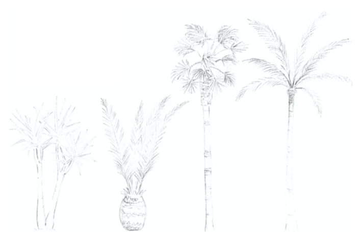 Desenhos de palmeiras da instrutora da Skillshare, Katrin Graff.