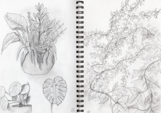 La estudiante de Skillshare, Romona S., dibuja una variedad de hojas.
