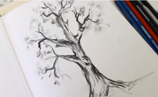 This oak tree sketch by Skillshare instructor Suzanne Kurilla shows off its beauty and mystery.
