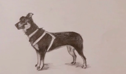 Sketch your own dog based on a photograph.