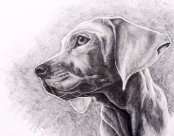 Com esse retrato de cão, a instrutora da Skillshare Laura Williams mostra que podemos fazer esboços a lápis maravilhosos.