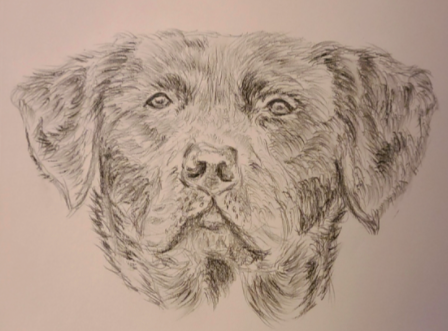 A pencil drawing of a lovable lab by Skillshare student Hector C. 