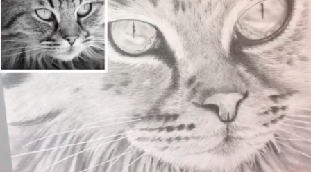 Este boceto de un gato se basa en una hermosa y expresiva foto en blanco y negro.