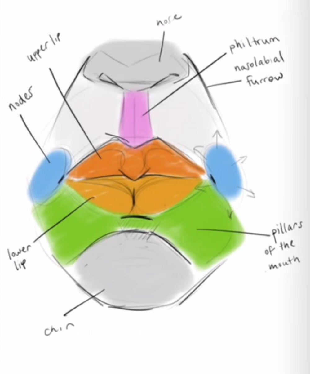 A diagram of the mouth area by Skillshare instructor Melissa De Nobrega.
