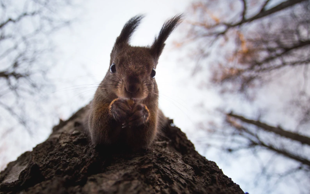 Squirrel on a tree, shot by Skillshare student Konsta Punkka. 