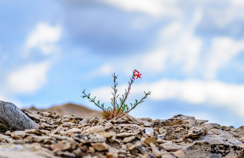Being more creative also means being more resilient ( image source )