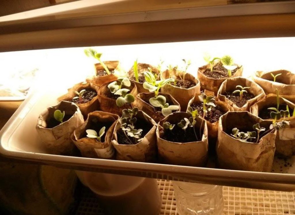 Guide How to Start Seeds Indoors Skillshare Blog