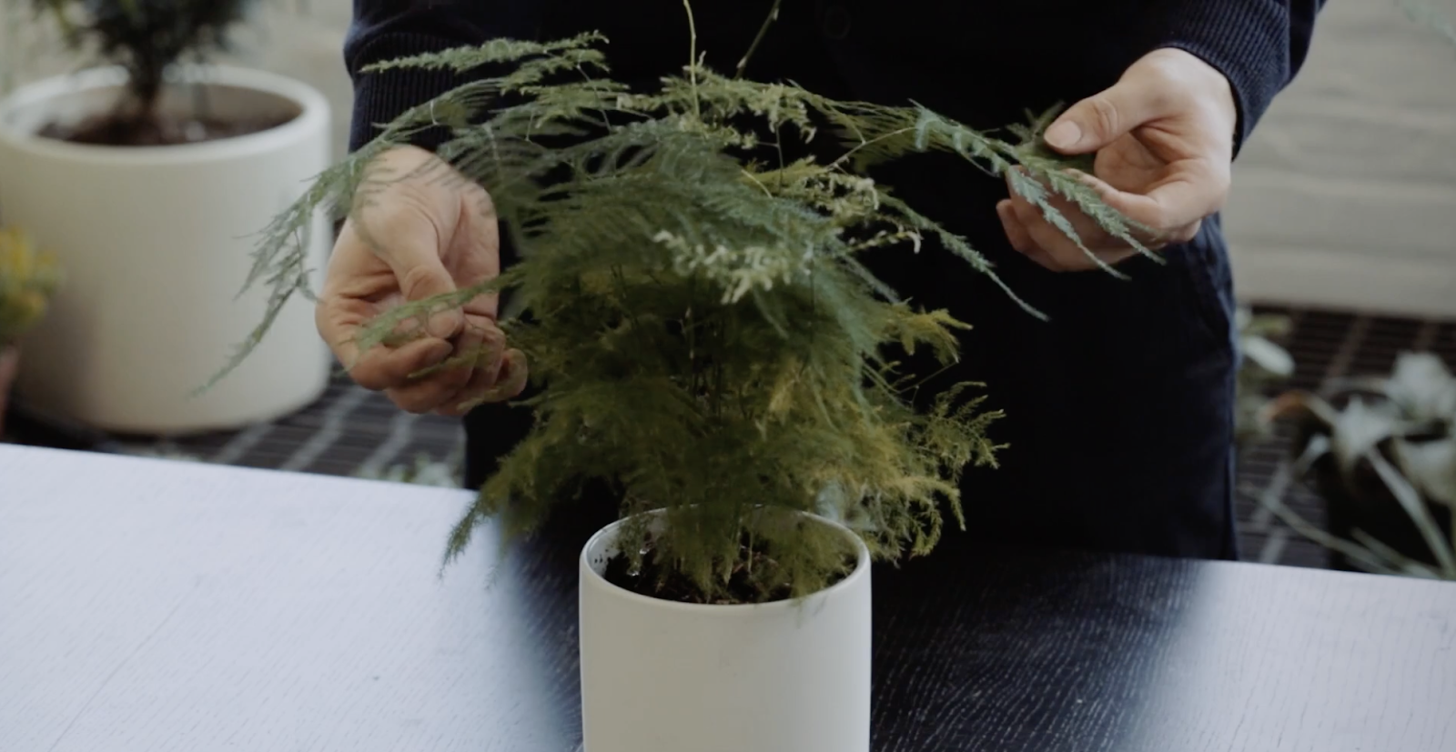 Houseplant Care Guide Keep Your Indoor Plants Healthy and Thriving