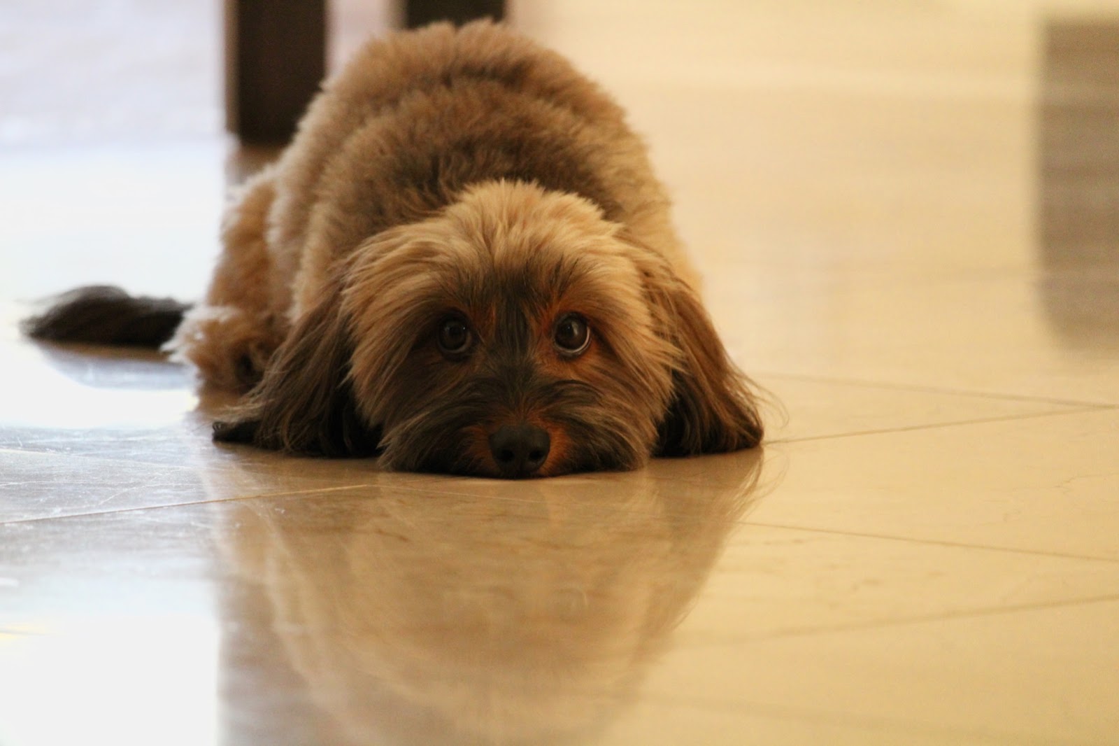 puppy dog eyes