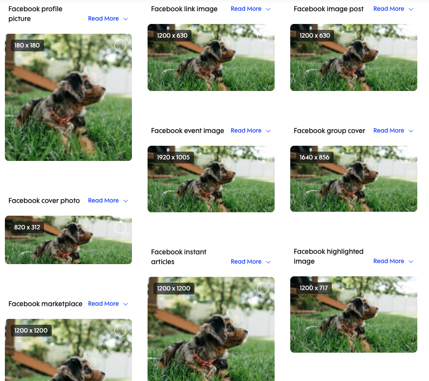 dog photos