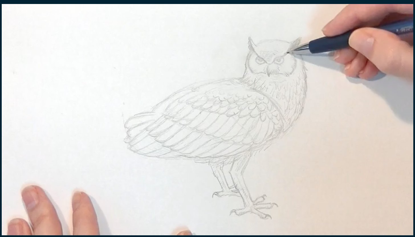 owl drawing ideas for beginners