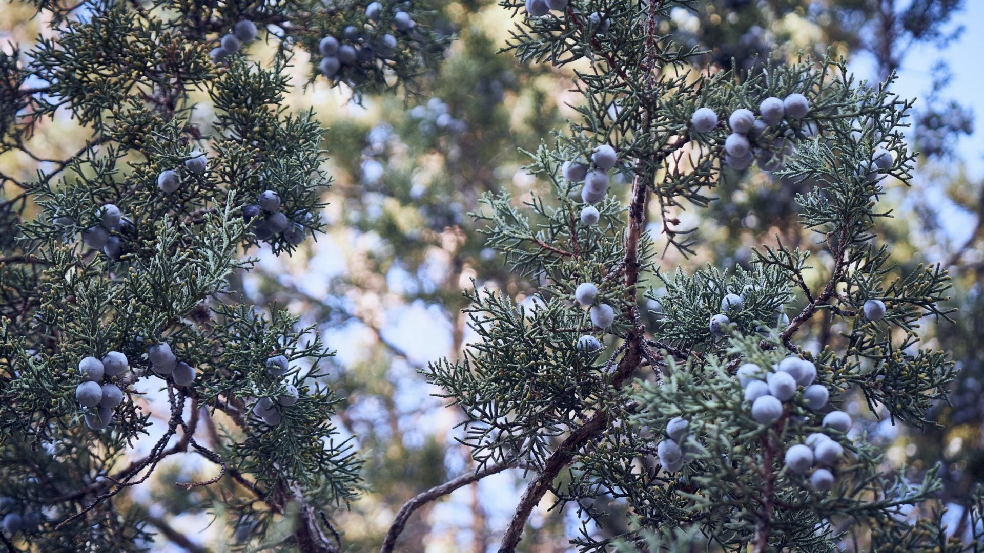 What is Gin Made From? A Guide to Gin | Skillshare Blog