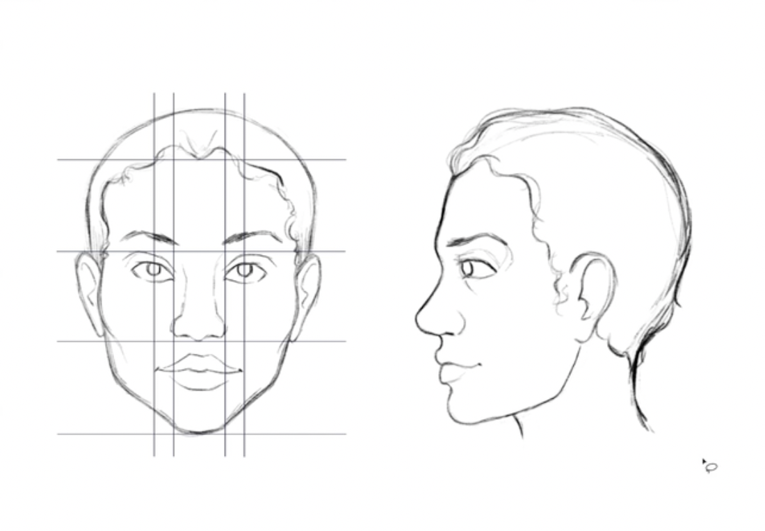 beginner human anatomy drawing