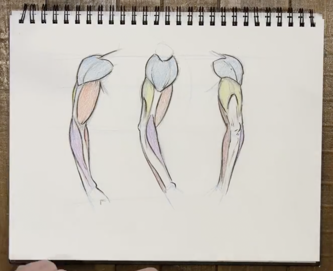 Drawing Arms for Three Types of Characters Skillshare Blog