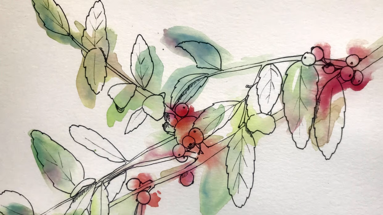 Botanical Illustrations Create a Beautiful, Everlasting Garden Skillshare Blog