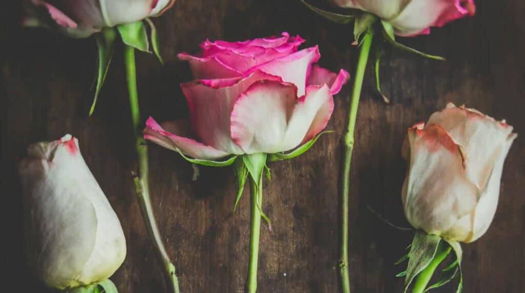 Five pink and white roses with green stems lying on a dark brown wooden table top.