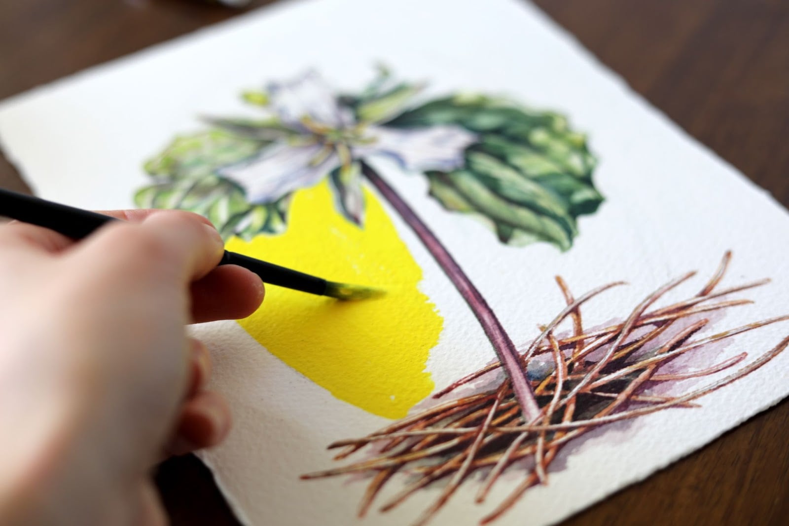 A lemon-yellow background at the center of the trillium provides a gorgeous contrast in this watercolor and gouache composition by Rosalie Haizlett