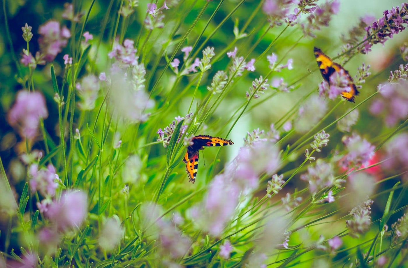 Butterflies in wild flowers