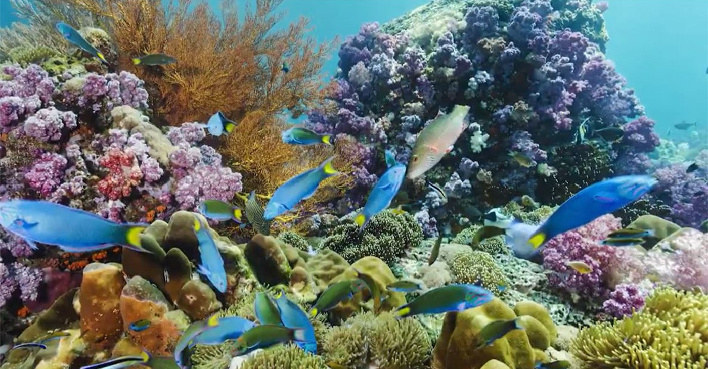 Bright colored fish swimming around brightly colored coral.